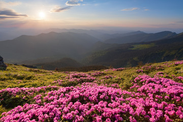 Fototapeta premium Green valley high on the mountains in summer day is spangled with many nice pink rhododendrons. The sunset with rays illuminates the horizon.