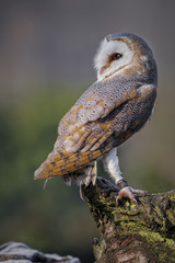 Buho