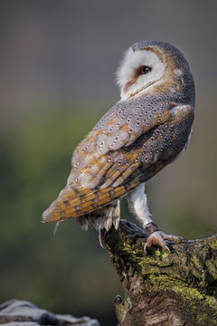Buho