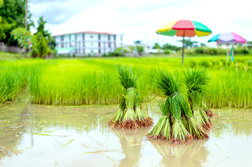 farmer work. rice seedlings are ready for planting with soft-focus and over light in the background
