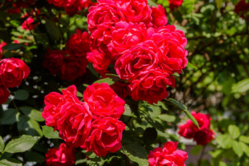 Beautiful bush of red roses in the garden