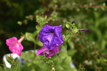 Flowers of pink and violet Petunias in the garden