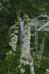 White Delphiniums in a summer garden on a green background