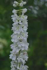 White Delphiniums in a summer garden on a green background
