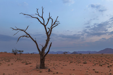 Dry dead tree in arid country