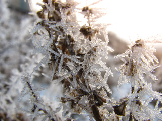 the weather phenomenon hoarfrost on a grass a close up