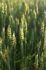 Spikelets of wheat. Cereals. Landscape and Agriculture. - 213068571