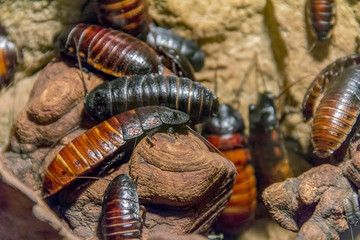 Madagascar hissing cockroaches