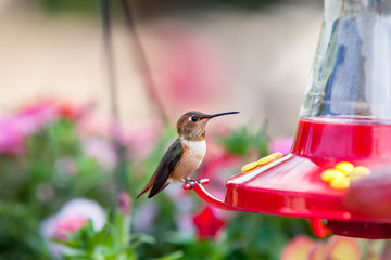 Humming bird (colibri), close up
