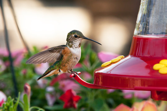 Humming bird (colibri), close up