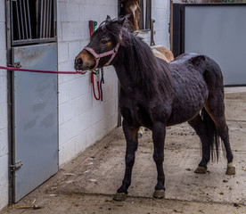 portrait of horses living in belgium