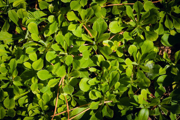 Purslane plant green leaves