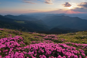 Fototapeta premium From the lawn covered with marvelous pink rhododendrons the picturesque view is opened to high mountains, valley, pink sky in sunny day. The sunset illuminates the horizon.