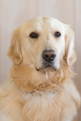 Golden Retrievers dog portrait living in Belgium