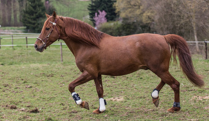 portrait of horses living in belgium