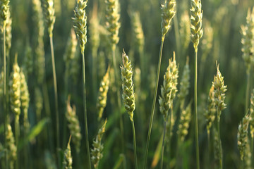 Spikelets of wheat. Cereals. Landscape and Agriculture. - 213069172