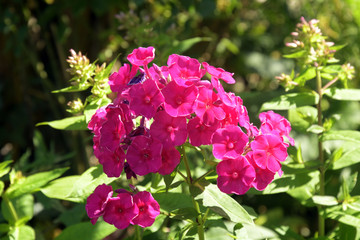 flammenblume