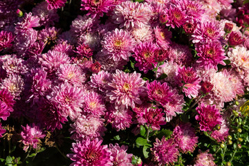 Pink chrysanthemums on flowerbed in the garden