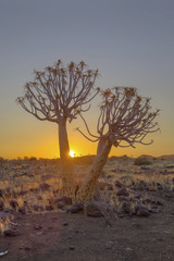 Quiver tree at sunset