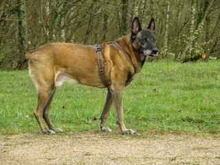 Malinois