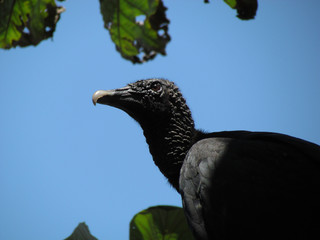 Vulture