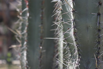 Cactus y telaraña