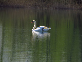 Schwan 