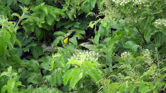 Common Birdwing Butterfly (Troides helena) Collecting Nectar from Flowers