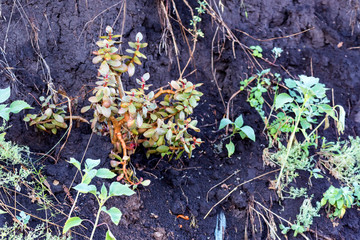 Crassula plant in ground close