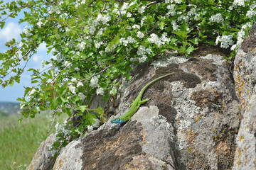 Green lizard is sitting on a rock under white blooming bush