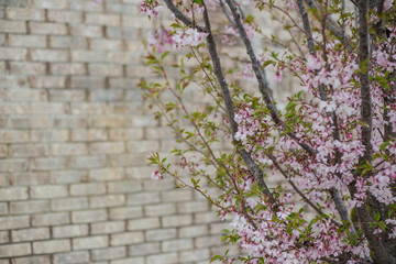 A pink tree