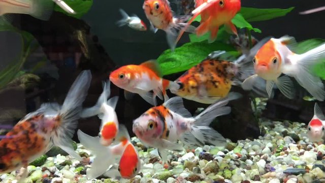 Goldfische im Aquarium, Becken