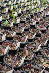 Flower pots in a nursery with seedlings
