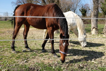 Fototapeta premium cavalli in campagna