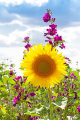 Fototapeta premium Fröhliche Sommerblumen