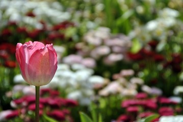 pink tulips in an English garden