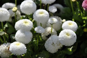 beautiful white aster flower
