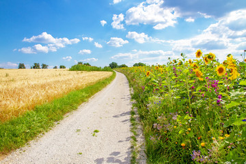 Weg durch die Felder