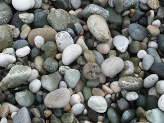 Gray sea pebbles on the beach.