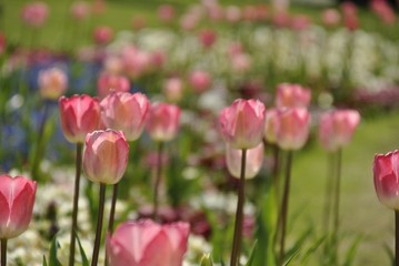 pink tulips in an English garden