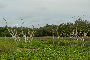 Dead Trees in Wetlands © Rob