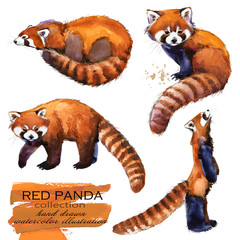 Red Panda hand drawn watercolor illustration set © Елена Фаенкова