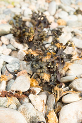 Strand in Etretat, Normandie, Frankreich
