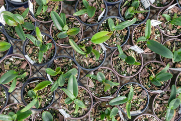 Flower pots in a nursery with seedlings