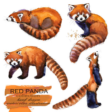 Red Panda hand drawn watercolor illustration set