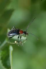 petite bête