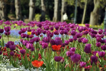 purple tulips in an English garden with colourful background