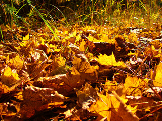 Beautiful autumn leaves.