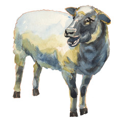 The sheep watercolor hand painted illustration