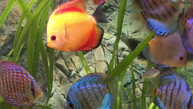 Diskusfische im Aquarium, Aquaristik